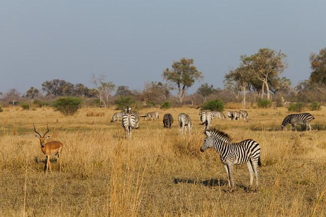190 Linyanti, zebra en impala.jpg